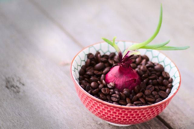 onion in a bowl of coffee beans