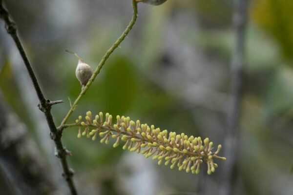 Critically endangered macadamia species becomes a plant supermodel