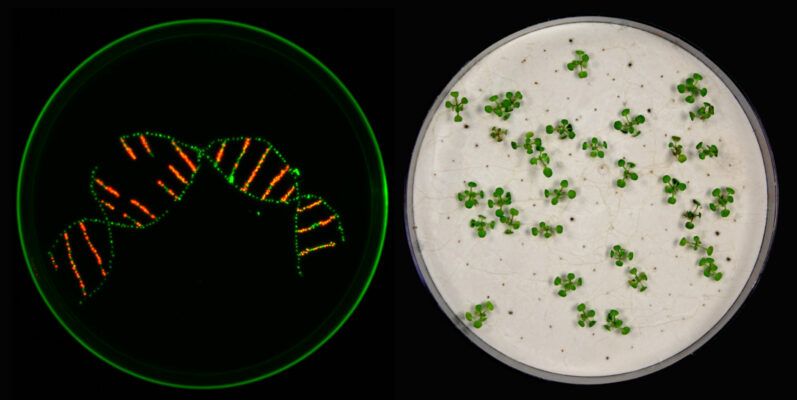 Upgrade for CRISPR/Cas: Researchers knock out multiple genes in plants at once