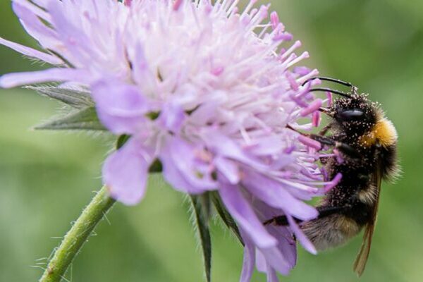 Plant provenance influences pollinators