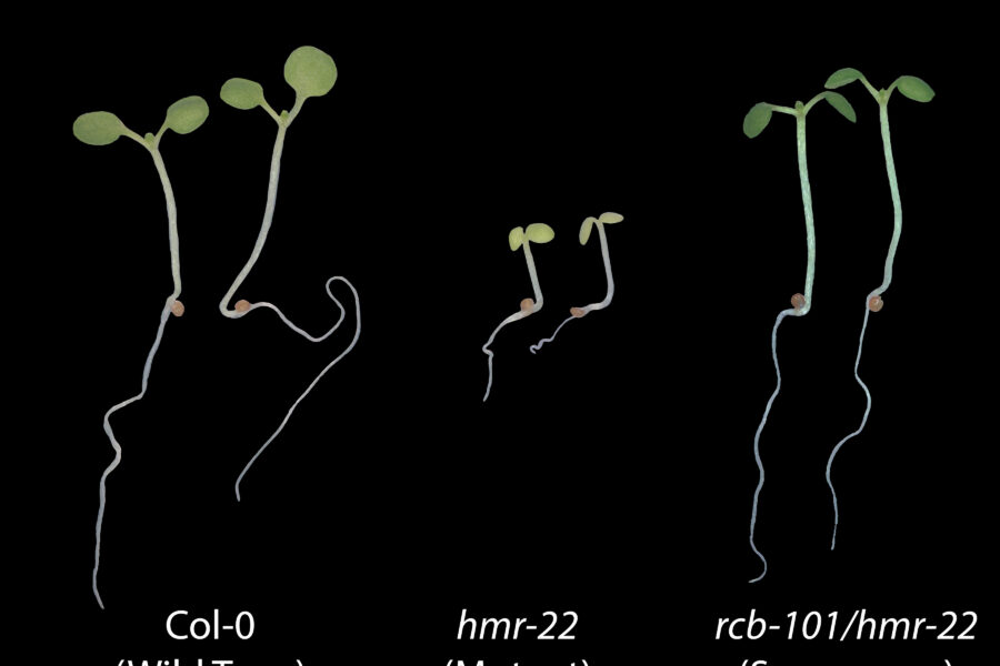Drastic differences in mutant Arabidopsis seedlings grown at warm temperatures
