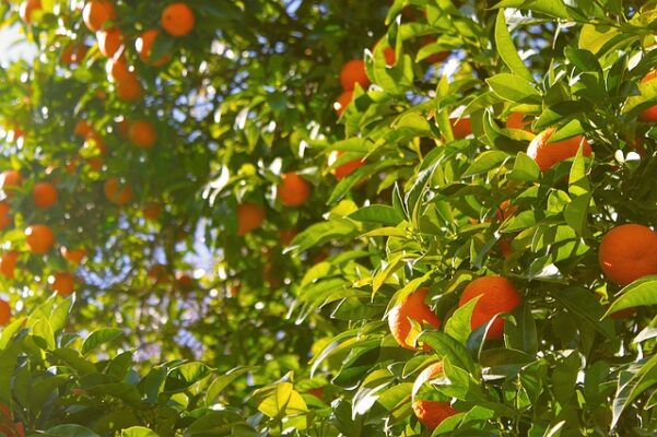 ​​Mapping Citrus Microbiomes: The First Step to Finding Plant-Microbiome Treasures ​
