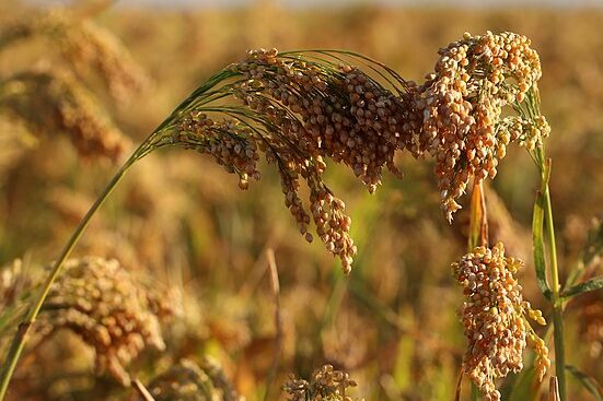 Scientists uncover millet genotype-microbiota interaction insights to enhance crop growth and yield
