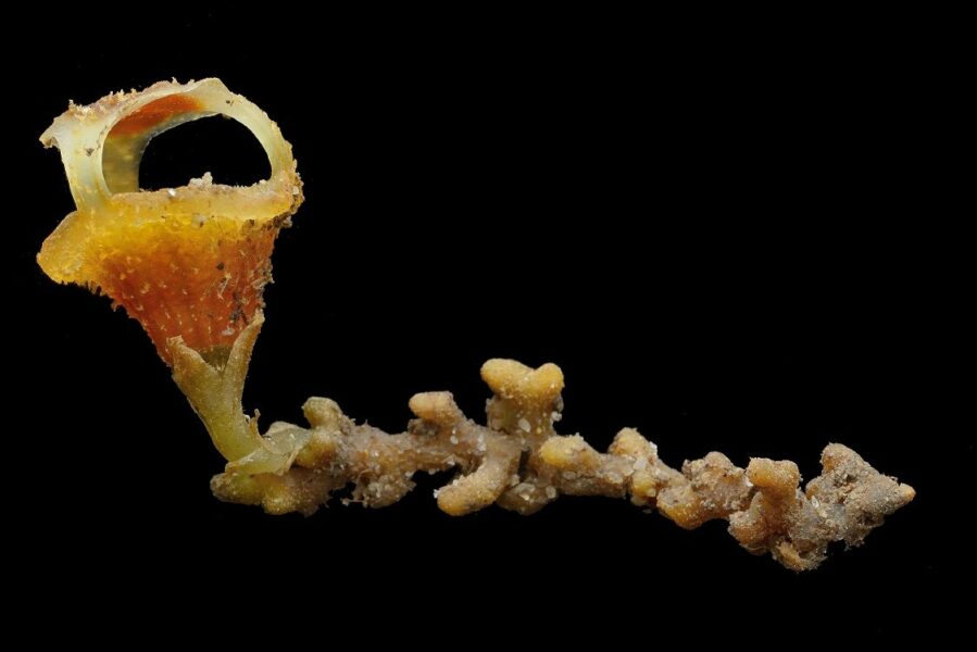 Botanists name astonishing new species of ‘fairy lantern’ from Malaysian rainforests