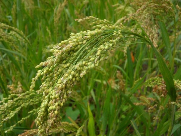 Small Millets – for Food and Nutritional Security