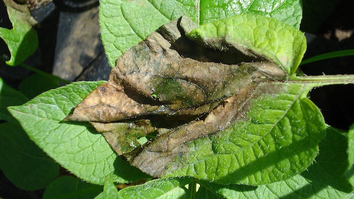 Irish Potato Famine Pathogen Stoked Outbreaks on 6 Continents