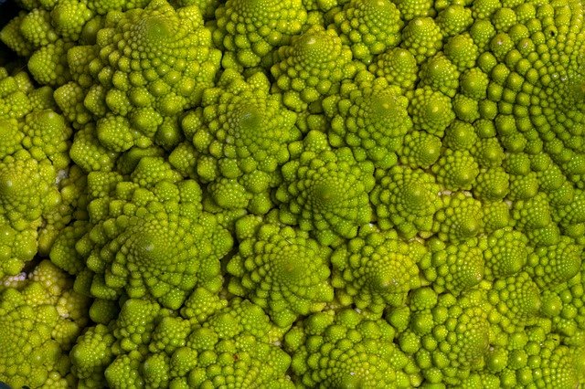 Where does the shape of the Romanesco cauliflower come from?