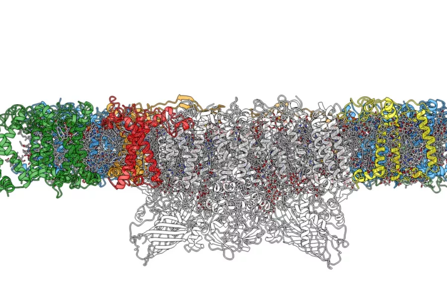 Using cryoelectron microscopy, Umeå researchers have succeeded in producing a high-resolution image of photosystem II in the plant thale cress.