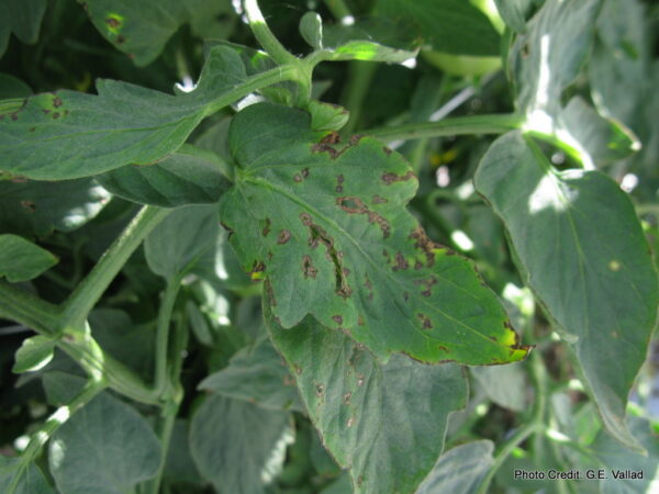 Probing plant infections