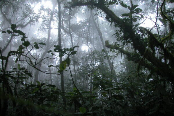 DNA reveals how ice ages affected African rainforests