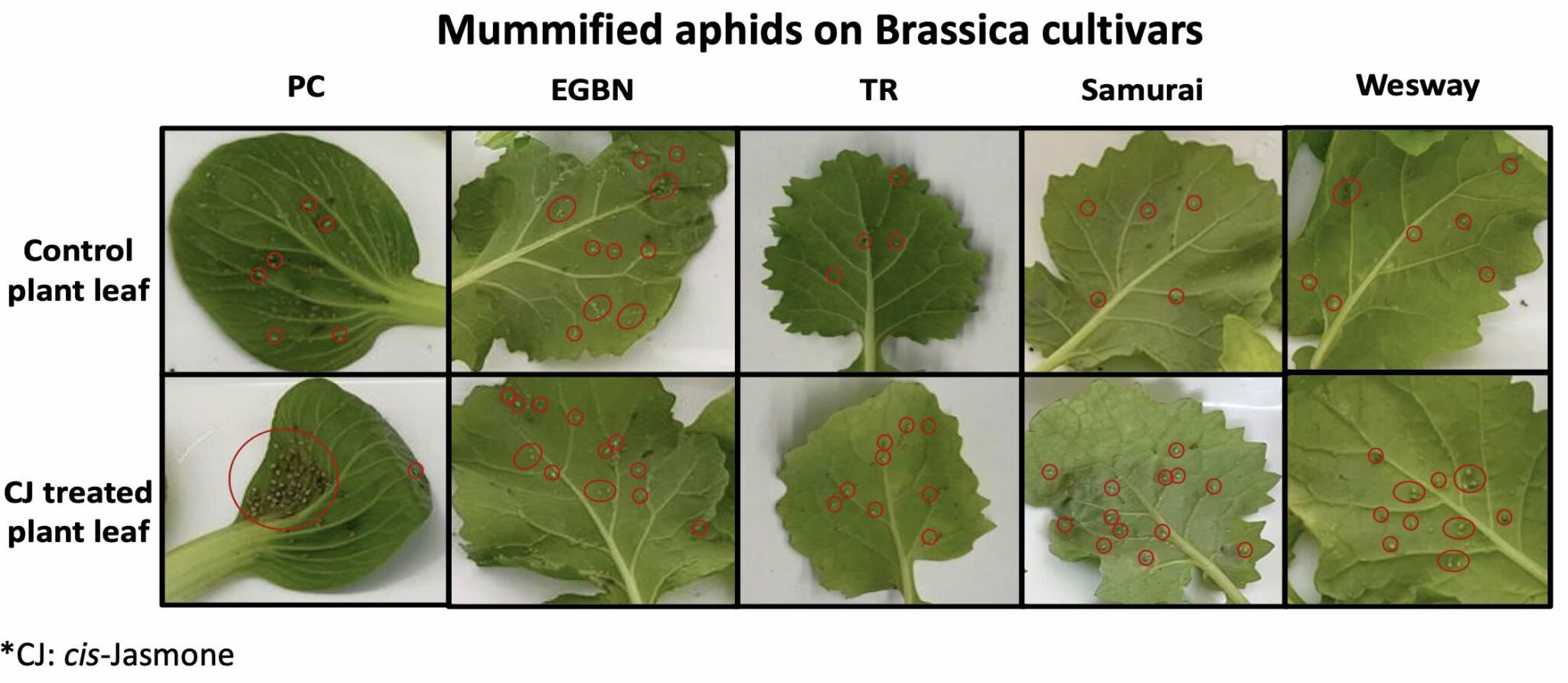 Plant defence elicitor: an important tool for inducing defences against insect pests