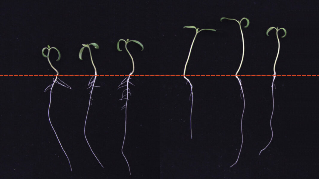 Why roots don’t grow in the shade