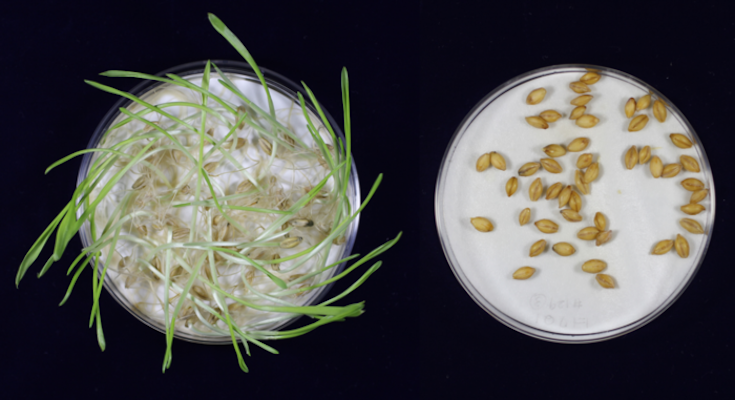 Scientists have developed new gene-edited barley that could better your beer