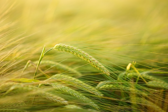Researchers use Cas9 gene scissors to establish new resistances of winter barley to viruses