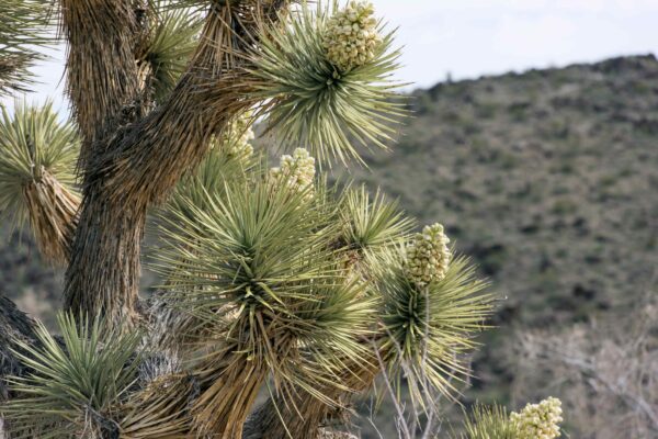 Early bloomers: Using citizen-science data to investigate unseasonal flowering in Joshua trees