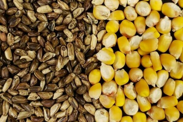 Scientists take major step in understanding domestication of corn