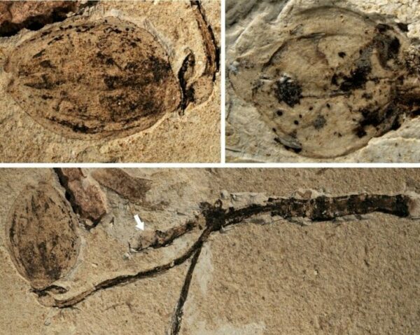 Researchers Discover World’s Earliest Fossil Record of Flower Buds