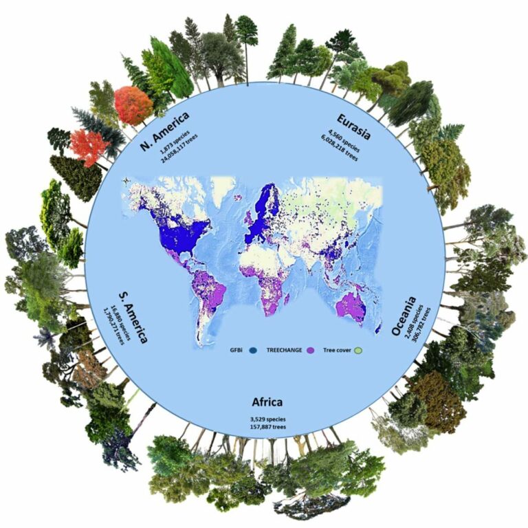 number-of-earth-s-tree-species-estimated-to-be-higher-than-currently