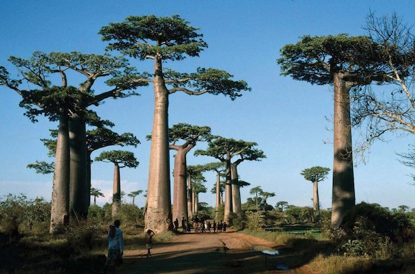 Image: Baobab avenue in Madagascar. Credit: Phillip Cribb, RBG Kew