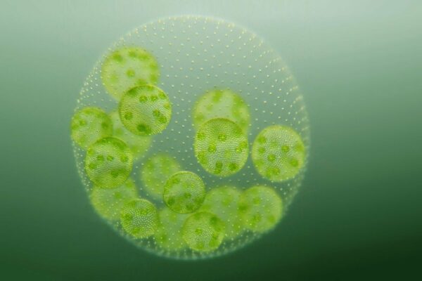 Cell division in microalgae: mitosis revealed in detail for the first time