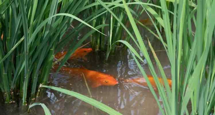 Growing rice with aquatic animals boosts production and reduces chemical use