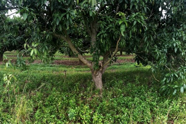 Weeds help mango trees, and possibly others, make more fruit
