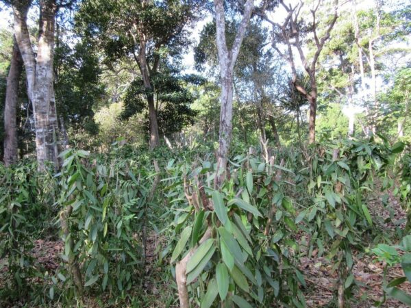 Vanilla cultivation in the right place pays off for people and nature