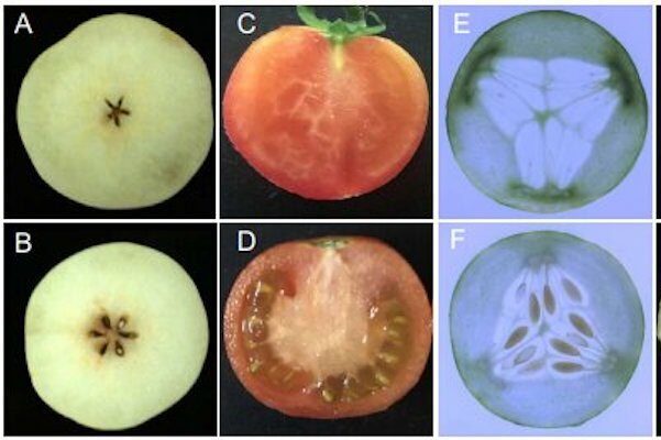 Clarifying hormonal interactions during parthenocarpic fruit formation in horticultural crops