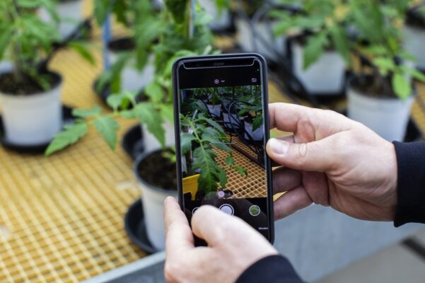 Artificial intelligence application for detecting diseases and pests in horticultural crops 