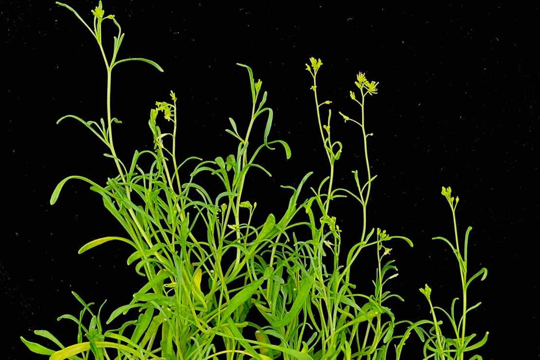 ‘Extreme’ plants grow faster when faced by stress
