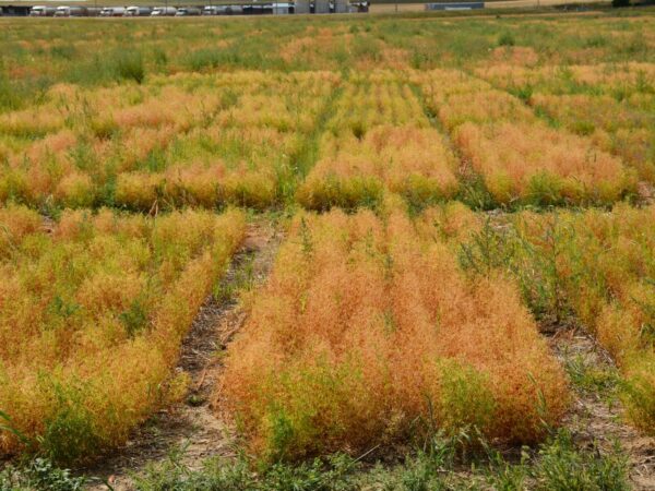 Finding the best lentil varieties for every farm