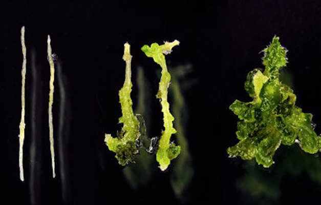 Arabidopsis thaliana shoots regenerate better in balmy conditions