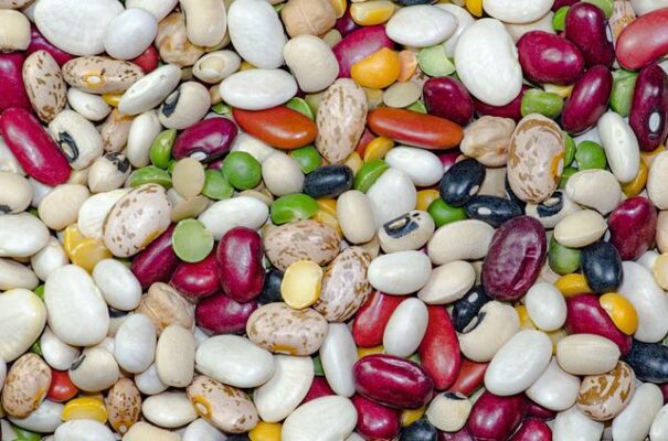 Effect of climate change on kidney beans, bean sprouts and green beans