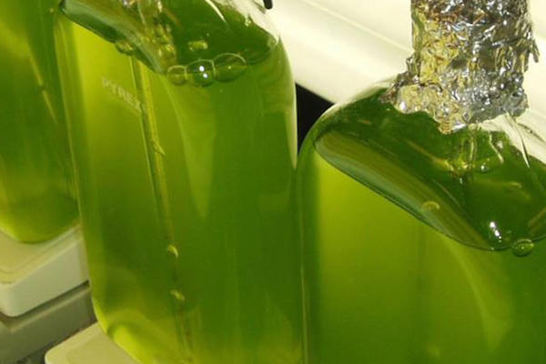 Insights from algae genes unlock mysteries of plant growth and health