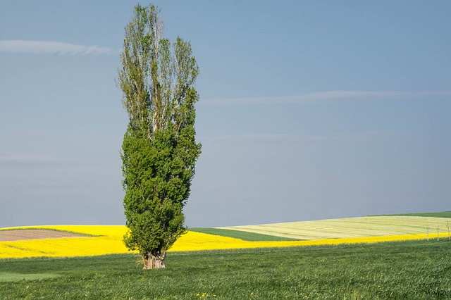 In poplars, two plant hormones boost each other in defense against pathogenic fungi