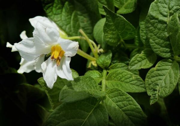 Wild potato crop relatives: a key asset for sustainable agriculture