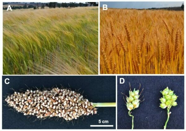 Gene Hunting Leads Researchers to Solve Mystery of Inhibition of Awn Elongation in Sorghum 