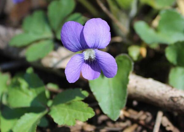 Climate change is affecting when and how violets reproduce