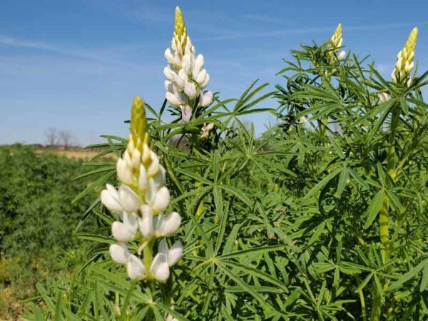 Lupin used as winter cover crop boosts summer sorghum yield