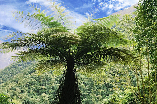 Tree fern genome provides insights into its evolution