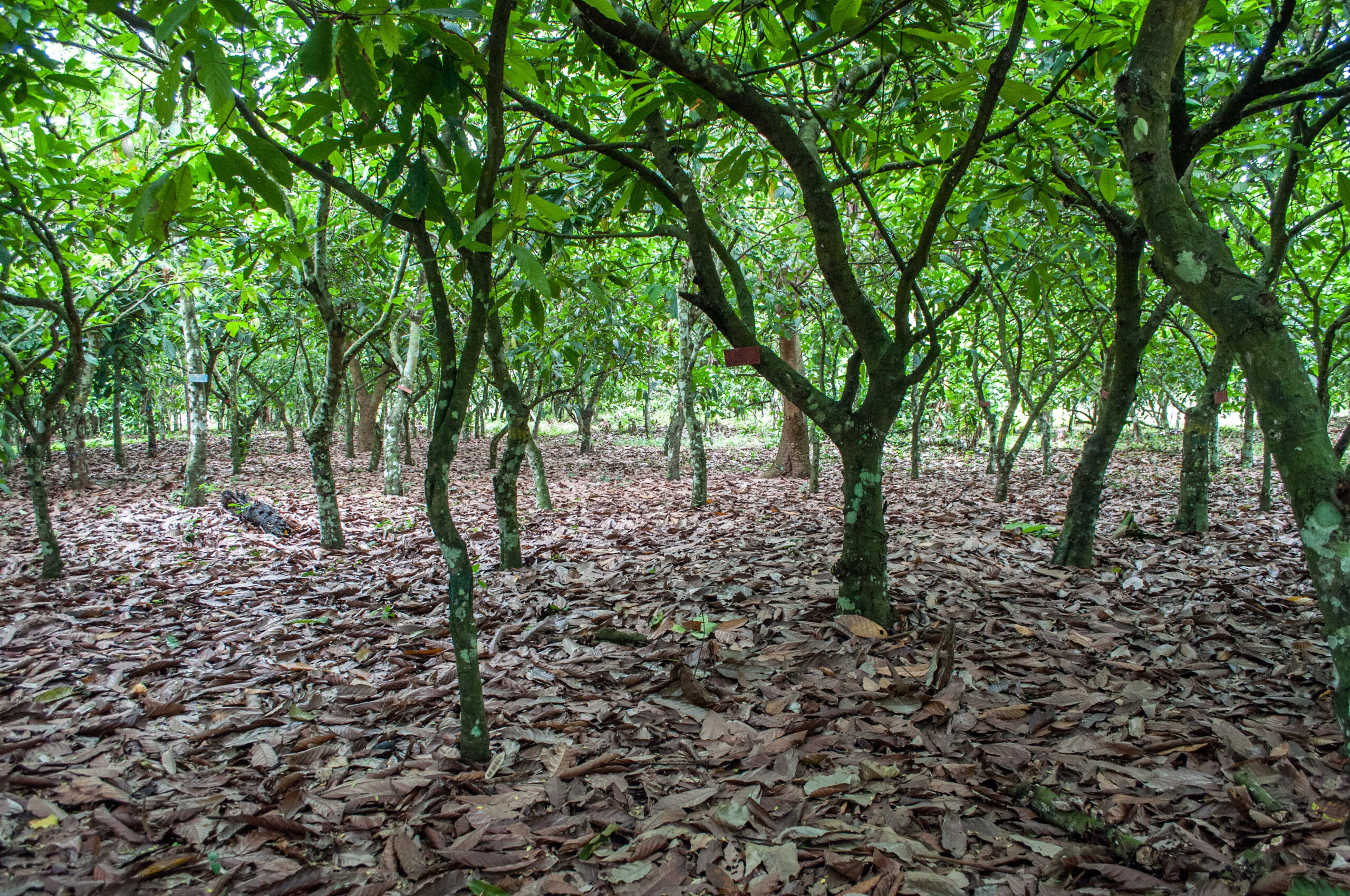 Does pruning increase cocoa yield? It depends on cocoa tree size and neighbouring trees