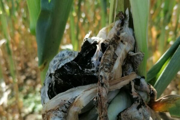 How a harmful fungus renders its host plant defenseless