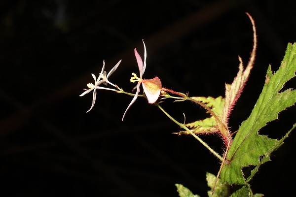 New Subspecies of Begonia Reported from Philippines