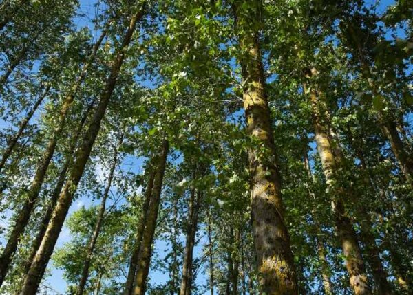 Fast-growing poplars can release land for food production