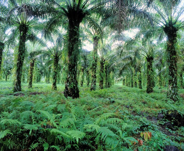 ‘Iconic’ plant family at risk: Scientists estimate more than half of palm species may be threatened with extinction