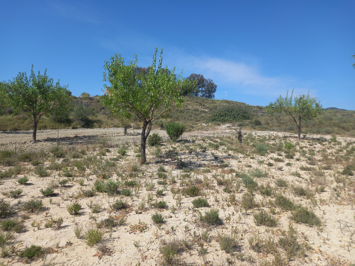 Thyme among almond trees: it mitigates climate change and increases the land’s production