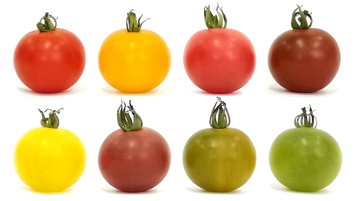 Multiplex gene editing rapidly customizes tomato cultivars with different fruit colors