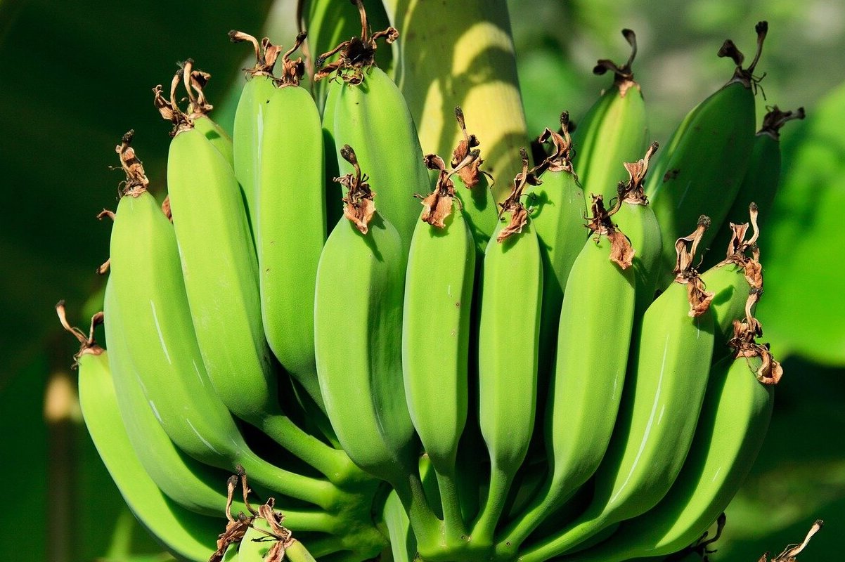 New banana disease is spreading and poses a threat to Africa’s food security
