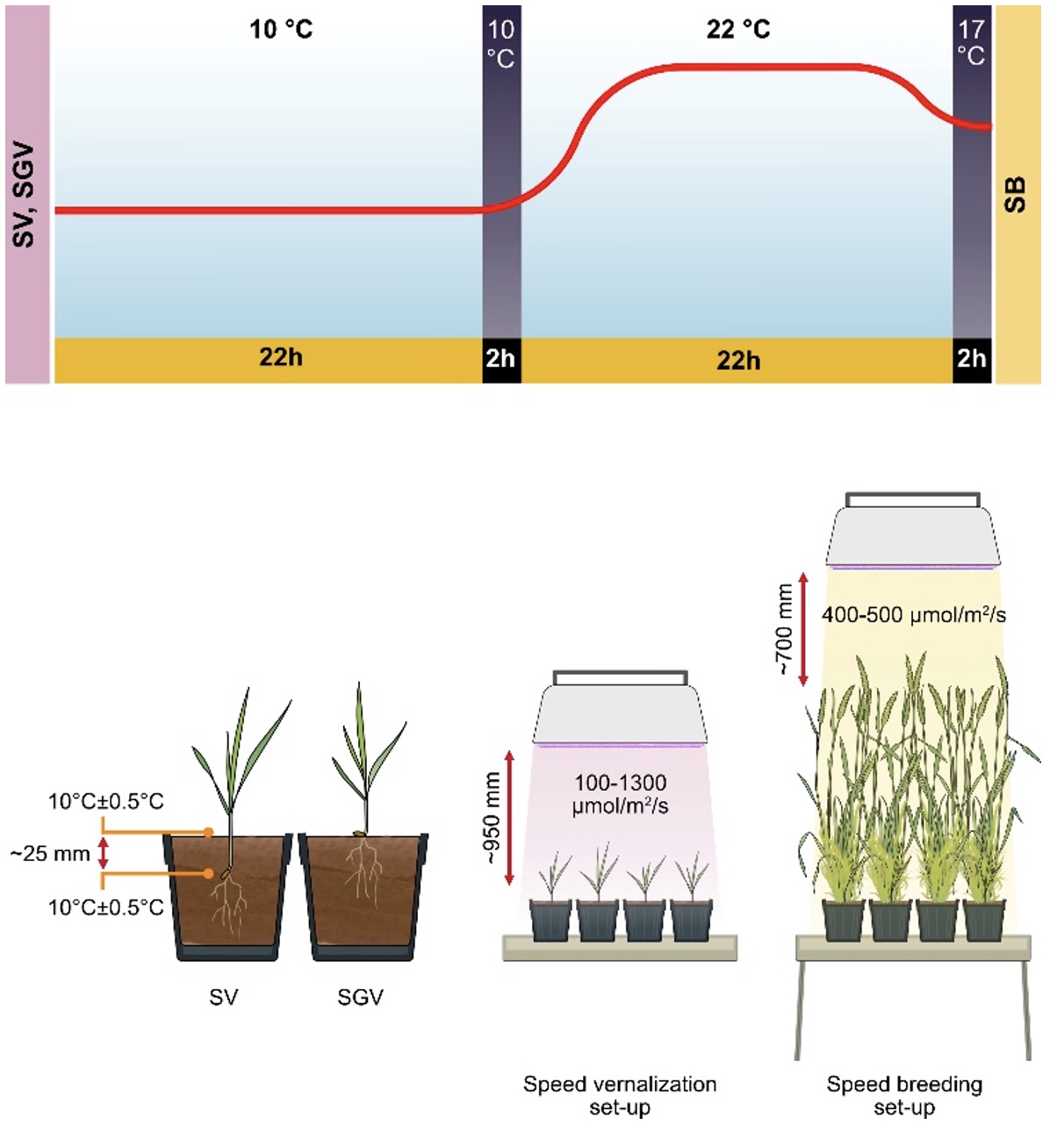If not, Winter How a supercharged “Speed Vernalization” protocol