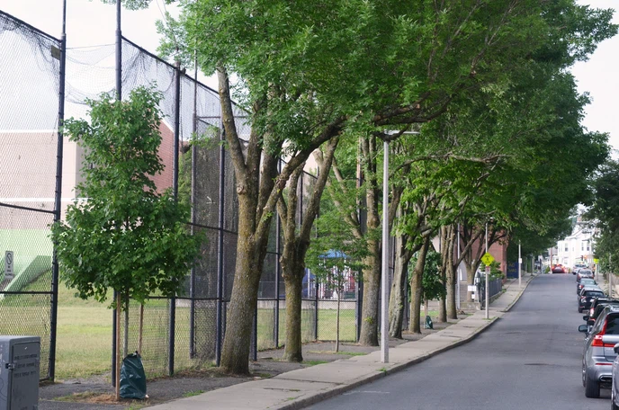 More naturally occurring trees and less clustering could benefit urban forests